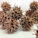 Exact plant Sweetgum (Liquidambar styraciflua), 3 year old