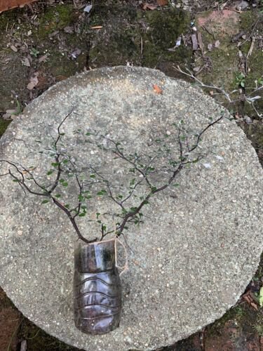 Corokia cotoneaster (Wire Netting Bush), 2 year old plant, bare root