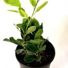 Bay Leaf (Laurus nobilis) 4