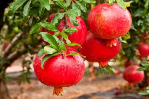 Pomegranate 