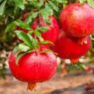 Pomegranate 