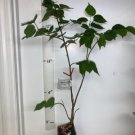 Tilia Cordata, 2-3 year old little leaf Linden