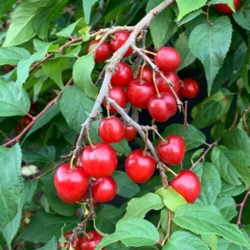 Bush Cherry Carmine Jewel (Prunus fruticosa x cerasus) 4