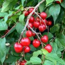 Bush Cherry Carmine Jewel (Prunus fruticosa x cerasus) 4