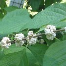 2-3 year old Callicarpa dichotoma f. albifructa (White Beautyberry)