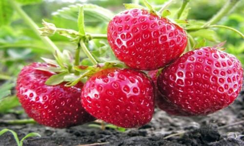 6 Everbearing Strawberry 