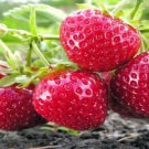 6 Everbearing Strawberry 