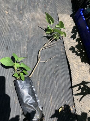 Purple Lilac 2 year old plant, Syringa vulgaris (Common Lilac), Bare root
