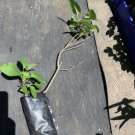 Purple Lilac 2 year old plant, Syringa vulgaris (Common Lilac), Bare root