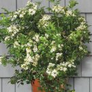 Orange Jasmine (Murraya paniculata) 4 inch Pot Size No Ship to FL TX