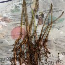 10 Ginkgo Biloba seedlings plants 1 y.o. oldest tree in the world. Bare Root