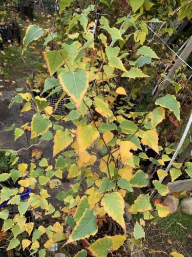 Exact plant #140 River birch (Betula nigra) 3-4 year old bare root plants