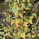 Exact plant #140 River birch (Betula nigra) 3-4 year old bare root plants