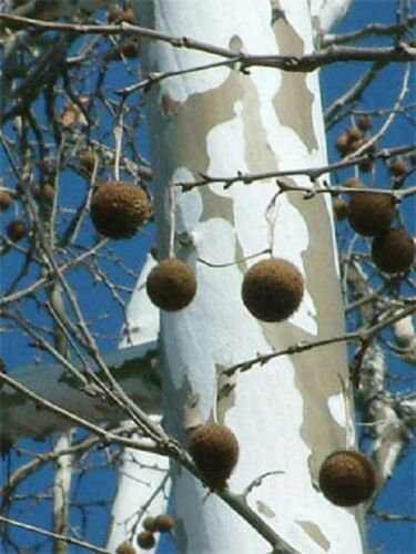 2-3 year old American Sycamore Tree - Platanus occidentalis 36-48 inches tall
