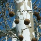 2-3 year old American Sycamore Tree - Platanus occidentalis 36-48 inches tall