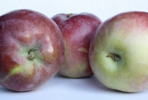 McIntosh Apple Tree 4-5', Bare root, No Ship to CA, January-April