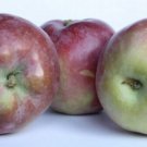 McIntosh Apple Tree 4-5', Bare root, No Ship to CA, January-April