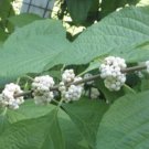 1 gallon 3 year old Callicarpa dichotoma f. albifructa (White Beautyberry)