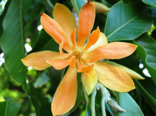 Joy Perfume Tree (Magnolia champaca) 4"" Pot Size