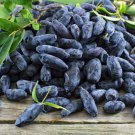 Honeyberries 