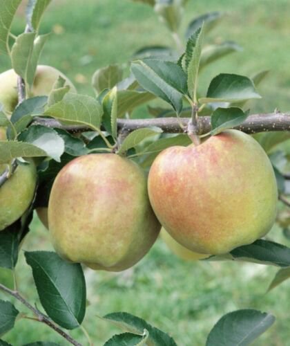 Mutsu Apple Tree 4-5', Bare root, No Ship to CA, January-April