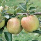 Mutsu Apple Tree 4-5', Bare root, No Ship to CA, January-April