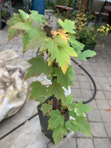 Exact plant - Silver Maple Acer saccharinum (dasycarpum) 3-4 years old