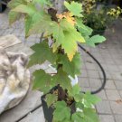 Exact plant - Silver Maple Acer saccharinum (dasycarpum) 3-4 years old