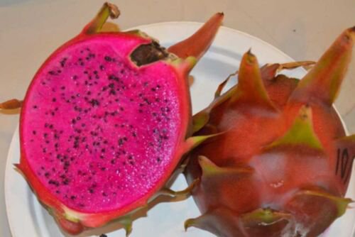 Dragon Fruit Plant 