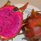 Dragon Fruit Plant 