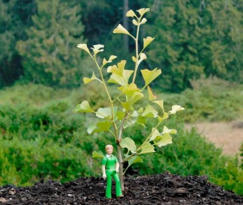 Ginkgo Biloba 