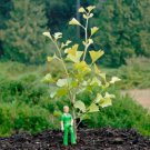 Ginkgo Biloba 
