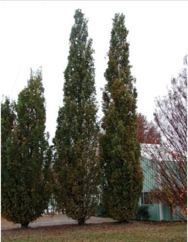 12 Plants Quercus robur Fastigiata , Columnar English Oak, 1 year old