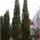 12 Plants Quercus robur Fastigiata , Columnar English Oak, 1 year old