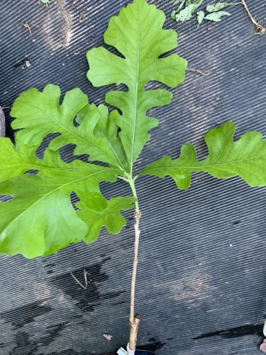 Hybrid Swamp x Bur Oak Quercus x schuettei, grafted 1 year old tree