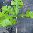 Hybrid Swamp x Bur Oak Quercus x schuettei, grafted 1 year old tree