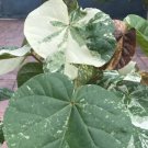 Variegated Mahoe Tree (Hibiscus tiliaceus) 4 inch pot size
