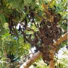 live plant of Carob 3"" pot size (Ceratonia siliqua), Locust Pods, caroube, carob