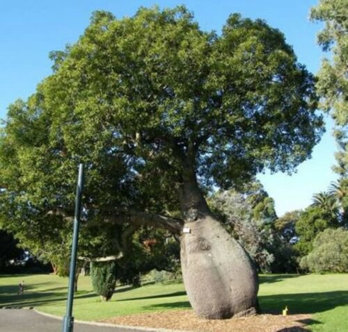 Australian Bottle Tree (Brachychiton rupestris) 2.5