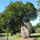 Australian Bottle Tree (Brachychiton rupestris) 2.5