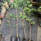 3 year old Ginkgo Biloba seedling. Shipped in container with soil