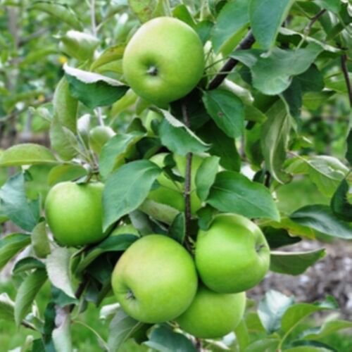 Granny Smith Apple Tree 4-5', Bare root, No Ship to CA, January-April