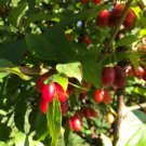 Cornus mas, Cornelian Cherry seedling 2 ft. Tall