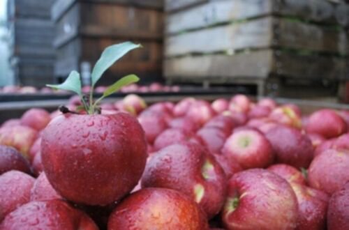 Stayman Winesap Apple Tree 4-5', Bare root, No Ship to CA, January-April