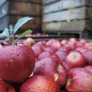 Stayman Winesap Apple Tree 4-5', Bare root, No Ship to CA, January-April