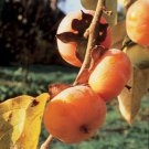 Persimmon 