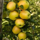 Golden Sentinel Columnar apple tree grafted, roots wrapped in wet media, 1 year