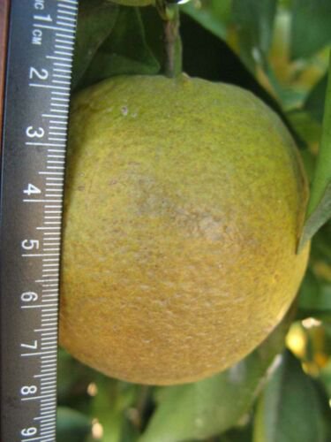 One EARLY GOLD Orange Tree, 1-2 feet tall, grafted, No Ship Az, Ca, La, Tx, Hi