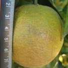 One EARLY GOLD Orange Tree, 1-2 feet tall, grafted, No Ship Az, Ca, La, Tx, Hi