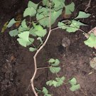 Exact plant 4 year old Ginkgo Biloba seedling. Shipped in container with soil